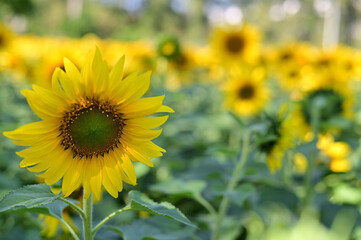 Fresh Sunflower blooming in the morning sun shine with nature background in the garden, Thailand.