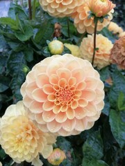 autumn blooming flowers. Large round inflorescence of Dahlia close up. Flower Wallpaper