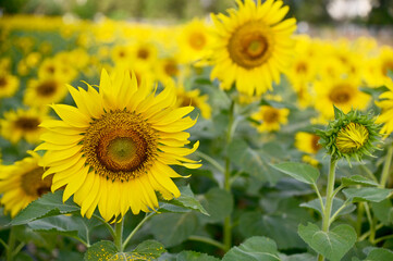 Fresh Sunflower blooming in the morning sun shine with nature background in the garden, Thailand.