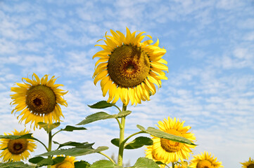 Fototapeta premium Fresh Sunflower blooming in the morning sun shine with nature background in the garden, Thailand.