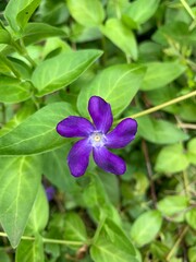 Purple flower in a garden