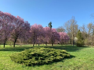 Blooming trees in spring in a huge park