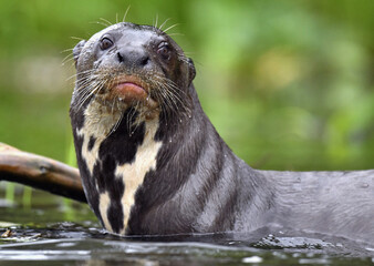 Giant otter in the water. Giant River Otter, Pteronura brasiliensis. Natural habitat. Brazil - 478810088