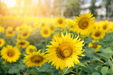 Fresh Sunflower blooming in the morning sun shine with nature background in the garden, Thailand.