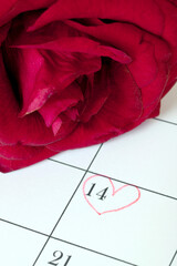 Red Rose is On Calendar For Valentine's Day