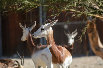 Dama Gazelle in their Zoo Enclosure Habitat