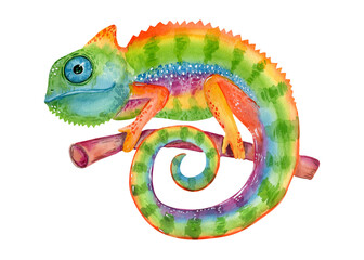 Colorful watercolor chameleon isolated on white background. Hand painting reptile illustration.