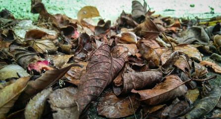 Dry leaves, mushrooms on the ground, fallen leaf 