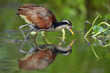 Wattled Jacana (Jacana jacana) walking on a  water  leaves. Reflection in the water. Natural green background. Natural habitat, Brazil