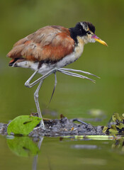 Wattled Jacana (Jacana jacana) walking on a  water  leaves. Natural green background. Natural habitat, Brazil