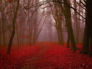 Mysterious autumn forest in the fog. Ethereal atmosphere in the red forest. Atmospheric foggy landscape. 