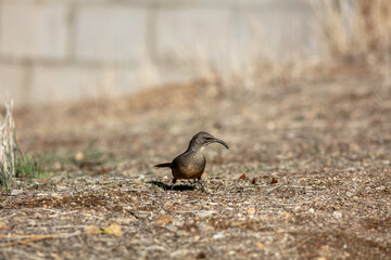 A Brown Thrasher Bird in the California Dry Hills Looking for Food in the Grass