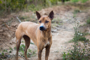 thai dog is looking for something and his ears stood up as if he was seeing something.