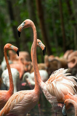 A group of American flamingoes wading in a swamp. Captured at a bird sanctuary near the city of Cartagena in northern Colombia.