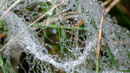 Reflections in the Tiny Drops of Dew Clinging to the Strands of a Spider&rsquo;s Web