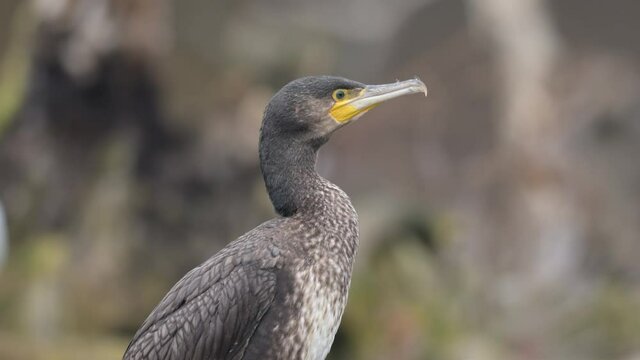 Portrait of a young cormorant resting on branch