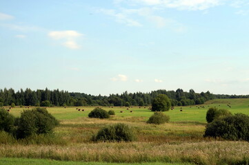 Naklejka premium Rural landscape with harvested hay rolls in the Yaroslavl region