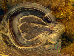 Caddisflies inclusion in Baltic amber