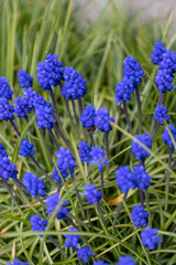 grape hyacinths in the garden .