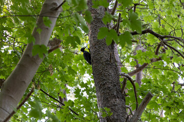 Fototapeta premium A black woodpecker heads towards the tree looking for food