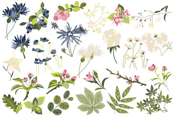 Flower and plants isolated set. Flowering garden and blooming wildflowers different types. Green leaves, beautiful herbs and other. Bundle of floral elements. Illustration in hand drawn design