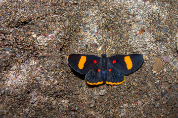 Close-up photography of an electron pixie butterfly laying on the sand at the edge of the Suarez river, near the town of Barichara in the eastern Andes range of central Colombia.