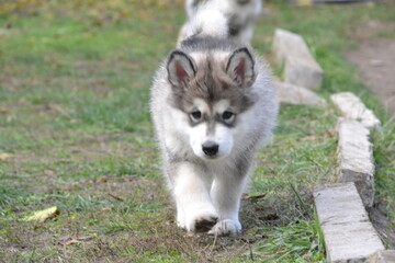 Alaskan Malamute on vacation in the summer