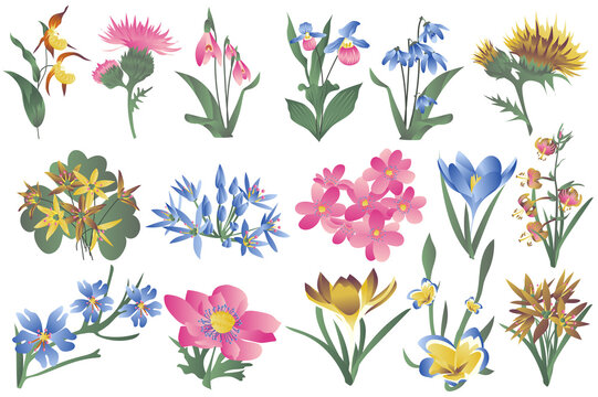 Flowering wildflowers and blooming flowers isolated set. Irises, lilies, snowdrops and other types of spring and summer plants. Bundle of floral elements. Illustration in hand drawn design
