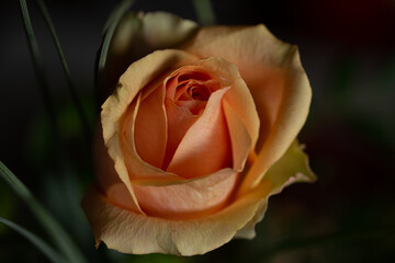 Rosa Rose
