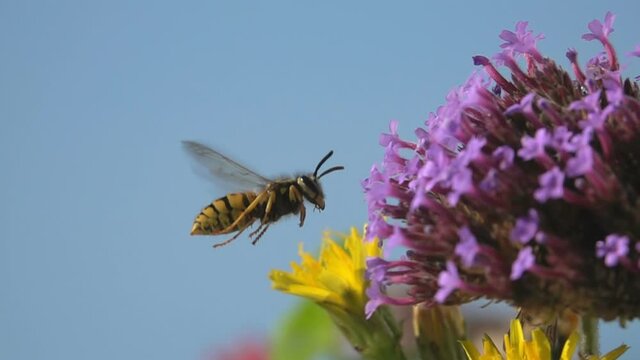 Wasp Bee flowers beautiful Nature pollinator on purple flowers blue sky
