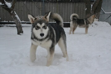 Alaskan malamute on vacation in winter