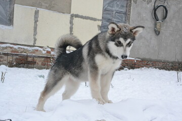 Alaskan malamute on vacation in winter