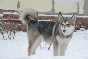 Alaskan malamute on vacation in winter