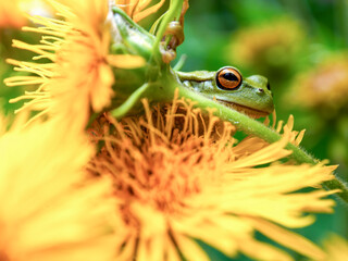 Macro photography of a green dotted tree frog resting on the yellow flower of the erato vulcanica, near the colonial town of Villa de Leyva in central Colombia.