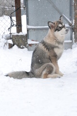 Alaskan malamute on vacation in winter