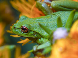 Macro photography of a green dotted tree frog resting on the yellow flower of the erato vulcanica, near the colonial town of Villa de Leyva in central Colombia.