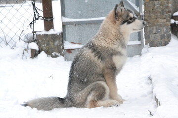 Alaskan malamute on vacation in winter