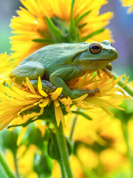 Macro photography of a green dotted tree frog resting on the yellow flower of the erato vulcanica, near the colonial town of Villa de Leyva in central Colombia.