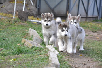Alaskan Malamute on vacation in the summer