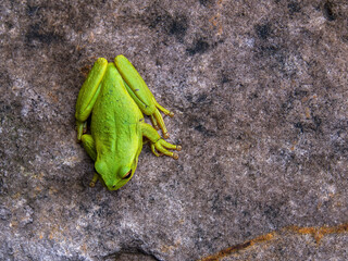 Macro photography from the top of a green dotted tree frog resting on a rock, near the colonial town of Villa de Leyva in central Colombia.