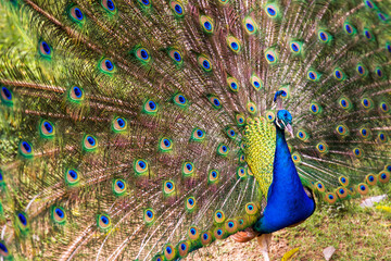 Naklejka premium Wide angle photography of an Indian peafowl in full dispaly, captured in a park in the city of Cali in the southwest Andean mountains of Colombia.
