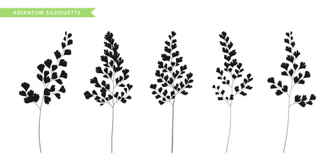 Maidenhair fern twigs set. Silhouettes. Floral design elements. - obrazy, fototapety, plakaty