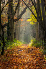 Autumn walk with amazing lighting in Cobham Woods near Rochester in Kent, England. Also very lucky to capture the squirrel running across the path