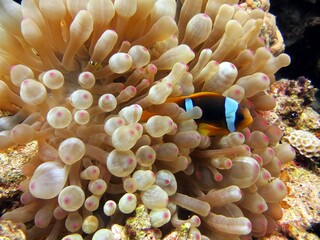 Clown fish in anemone