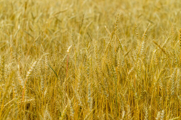 golden wheat field on a sunny day close-up