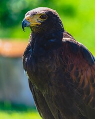 red tailed hawk
