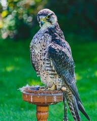 Peregrin falcon