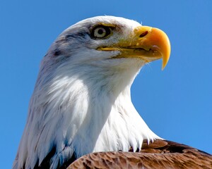 Close up of a eagle