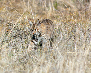A Bobcat Hunting in the Dry California Grassy Hills and Blending into the Environment with Comoflage