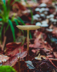 Mushroom